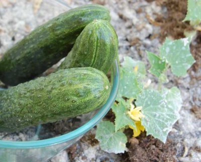 pEPINOS.JPG (63.36 KiB) 1967 mal betrachtet pepinos - Spanische Gurken <br />Oliva B.