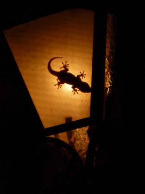 Unser guter Geist in der Lampe!