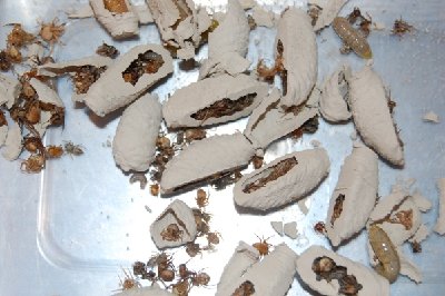 Grabwespe4.JPG (214.5 KiB) 11273 mal betrachtet aufgebrochene Nester mit "Spinnen-Verpflegung" und dicken Larven