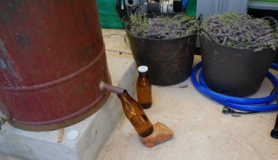 Endlich: Naturreines Öl aus biologisch angebautem Lavendel