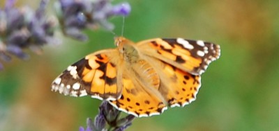 Schmetterling