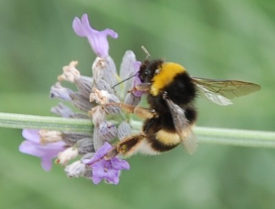 Im Vergleich eine ganz normale Hummel, die auf dem letzten Lavendelblütenquirl sitzt (vergleiche Foto darüber)