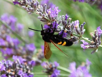 DSC_1116 Königin.JPG