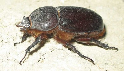 Nashornkäferweibchen