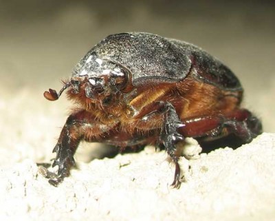 Nashornkäferweibchen ohne Horn