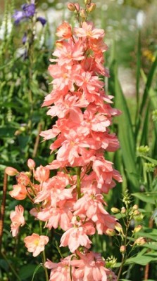 _DSC0045.jpg, 1.jpg, x.jpg