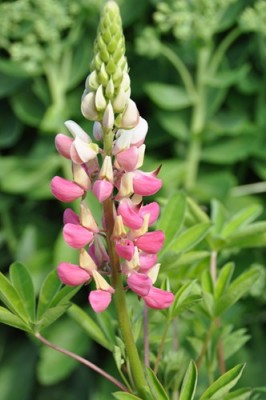 _DSC0059.jpg, 1.jpg, x.jpg