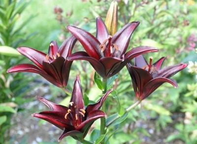 _DSC0062.jpg, 1.jpg, x.jpg