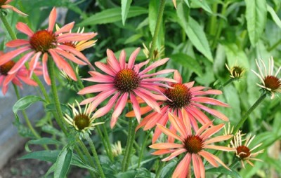 _DSC0073.jpg, 1.jpg, x.jpg