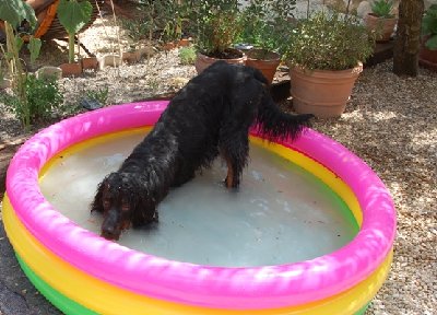 Enkelhund.JPG (154.34 KiB) 7074 mal betrachtet Mein "Enkelhund" :-)