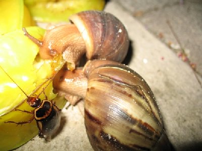 Schnecken und Käfer verputzen eine Sternfrucht (Karambole)