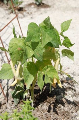 genauso wie Tomaten, Bohnen, Mais und Sonnenblumen