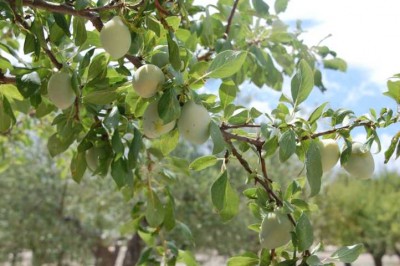g-unreife gelbe Pflaumen.JPG (104.52 KiB) 2528 mal betrachtet die unreifen, gelben habängen an demselben Baum, aber selbstverständlich an einem anderen Ast.