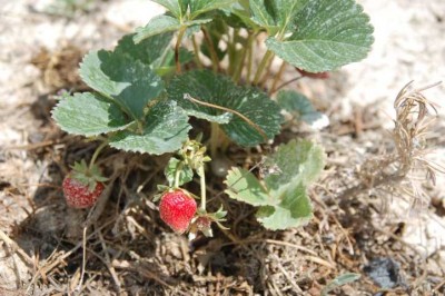 Erdbeeren ernte ich seit Wochen.
