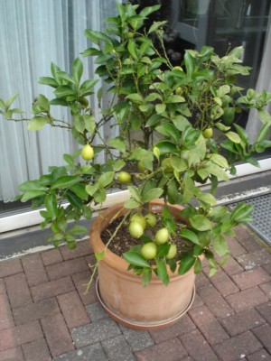 Kl. Bilder 008.JPG