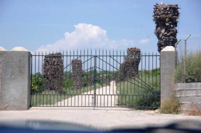 Palmenallee, gesehen Nähe Vistabella-Golf