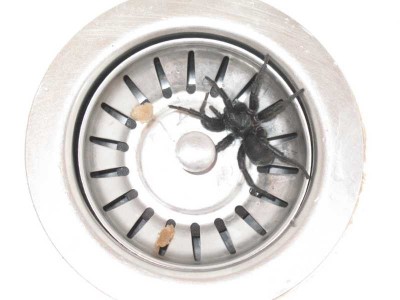 26.08.2008 108 Spinne 7 cm.jpg (41.09 KiB) 10357 mal betrachtet 7 cm - von Zeh zu Zeh (also mit Beinen)