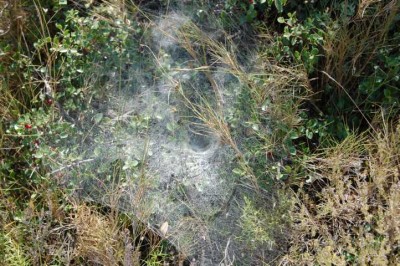 Nest1.JPG (139.91 KiB) 10538 mal betrachtet Die größeren Wolfspinnen bewohnen Erdhöhlen, die sie von innen mit Seide auskleiden. Die meisten anderen heimischen Arten leben in der Krautschicht oder zwischen Steinen, wo sie sich Wohngespinste anlegen.