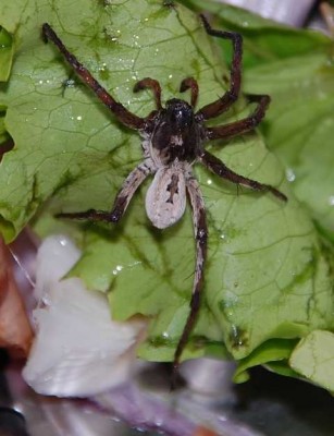 Tarantula.JPG (58.02 KiB) 11319 mal betrachtet Meine lädierte Tarantula...