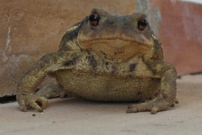 Komm küss mich (und du kriegst Warzen auf der Nase).JPG