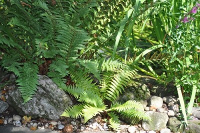 _DSC0009.jpg, 1.jpg, x.jpg