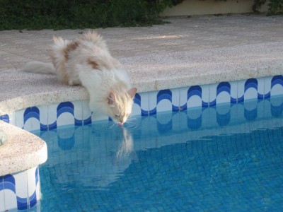 Katze trinkt am Pool ....