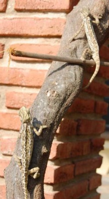 Pärchen, leider die einzige Aufnahme, auf der beide zusammen zu sehen sind.