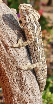 Auge - nach hinten gerichtet