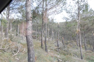 Wieder abgeknickt.JPG (112.38 KiB) 3274 mal betrachtet Sturmschaden